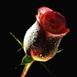 conjuros de amor